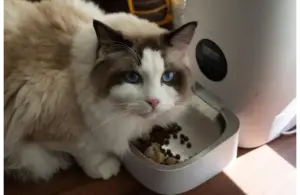 Cat eating from automatic feeder, part of the new increasing trend of pet tech