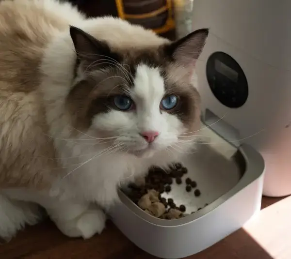 Cat eating from automatic feeder, part of the new increasing trend of pet tech