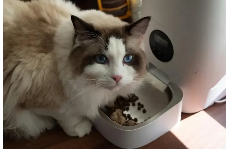 Cat eating from automatic feeder, part of the new increasing trend of pet tech