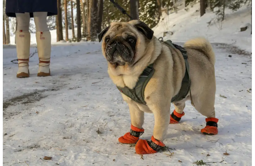 Dog outside wearing orange booties