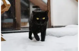 A black cat treading lightly in the winter snow
