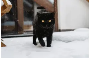 A black cat treading lightly in the winter snow