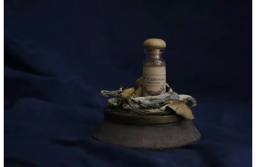 Psilocybe Cubensis 