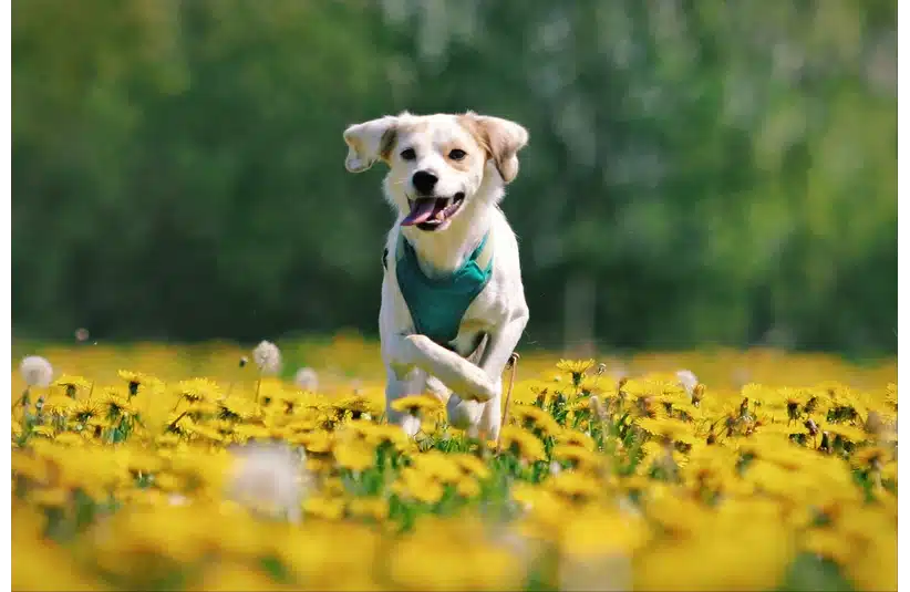 A dog running through a field of yellow flowers