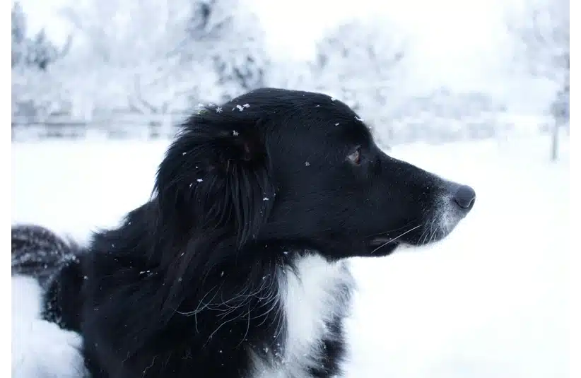 A long haired Border Collie in snow.