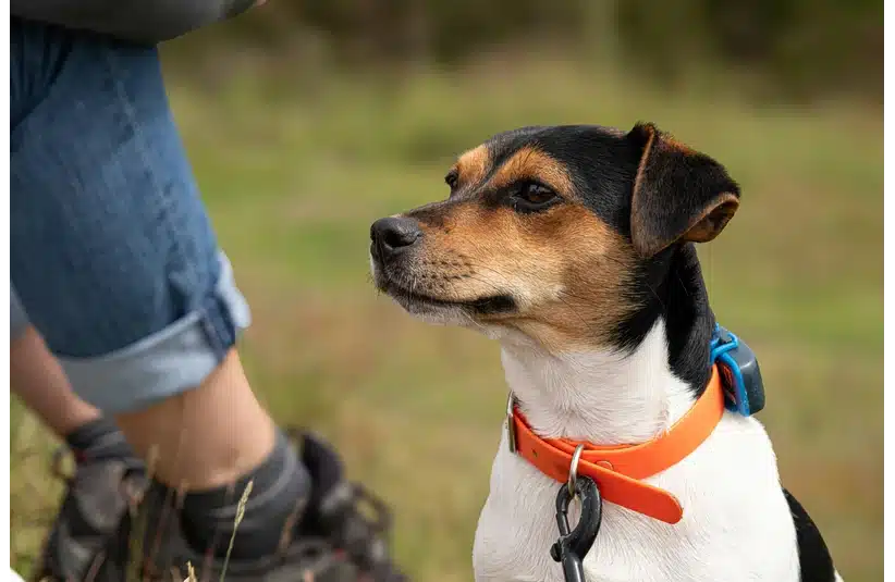 A Jack Russell terrier wearing a bright orange collar fitted with a gps tracker sits patiently in a country setting, next to a person in the background who is wearing denim jeans and walking boots.