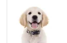 Puppy for DC/Guide Dogs of America partnership