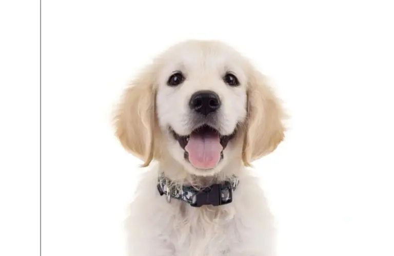 Puppy for DC/Guide Dogs of America partnership