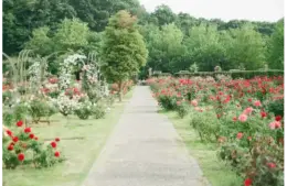 How American Planting Lore Shaped Amazing Modern Gardening.