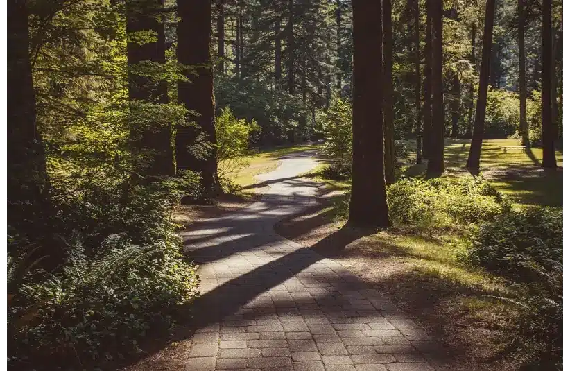Sunlit forest path with dappled shadows leading through tall trees and lush greenery, conveying a tranquil, inviting atmosphere.