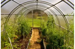 A broad camera view of a greenhouse garden
