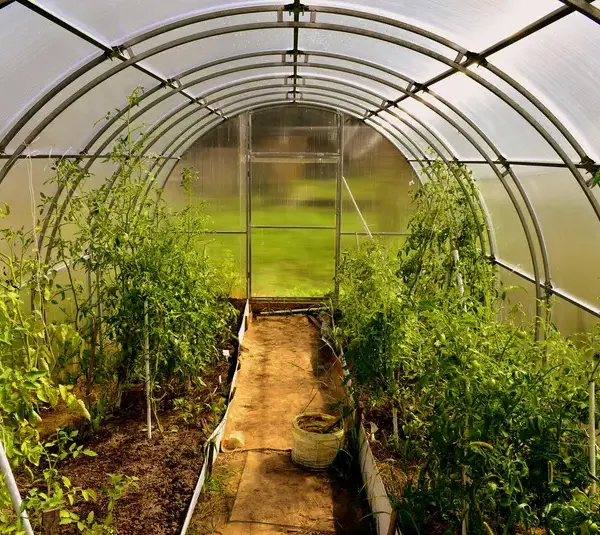A broad camera view of a greenhouse garden