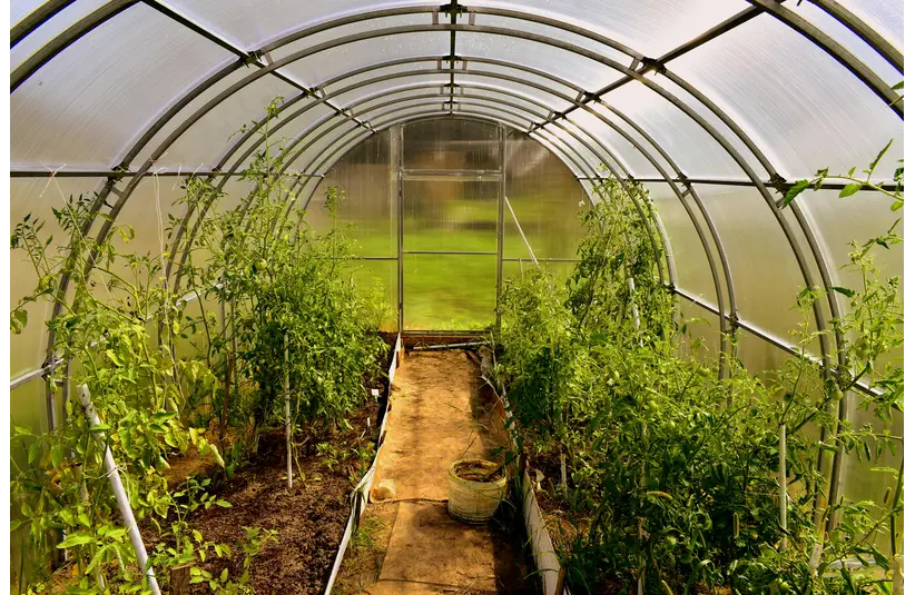 A broad camera view of a greenhouse garden