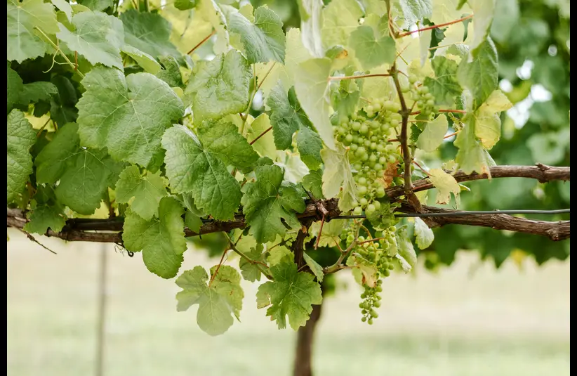 In daily devotional, a photo of a vine growing with healthy branches and fruit.