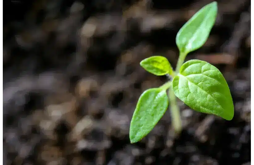 In daily devotion, a shoot or small plant grows from the ground.