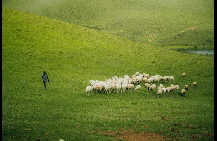 In the daily devotional, a shepherd leads his flock in greeen fields with a water supply.