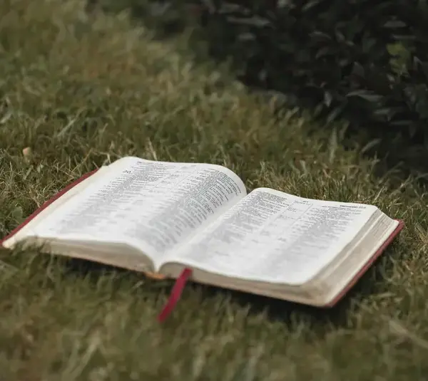 In daily devotional, an open Bible lies in a grassy field.