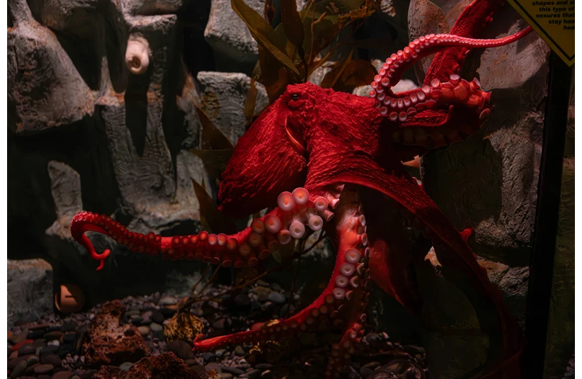 Photo of a vibrant orange octopus