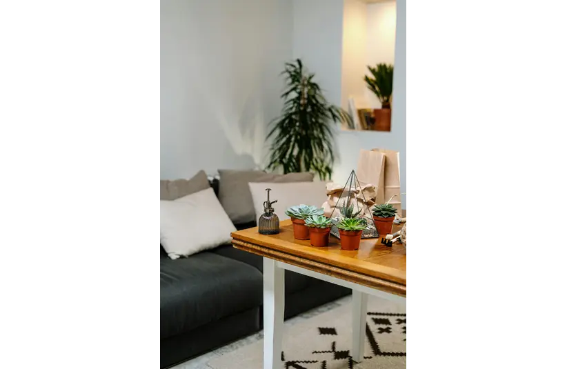 Cozy living room with a gray sofa, white cushions, and potted succulents on a wooden table. Tall houseplants add greenery in the corner, creating a serene ambiance.
