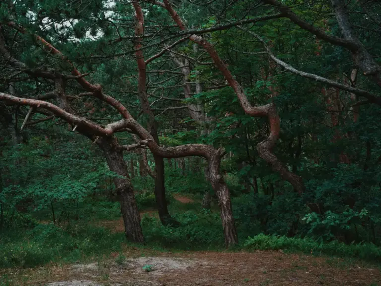 Explore the mystical beauty of twisted trees and dense summer foliage in the crooked forest, where every turn feels like stepping into another world.”