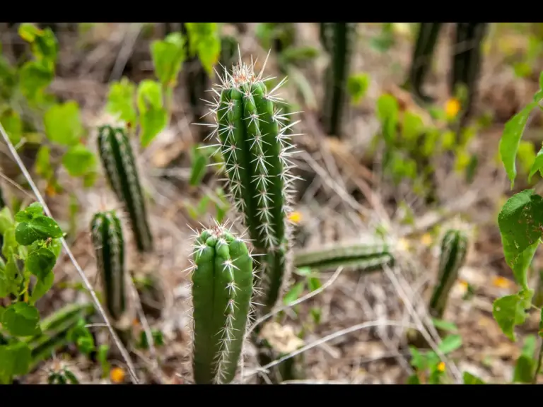 In daily devotional, a thorny patch of land is shown which corresponds to the thorny ground in today's scripture.