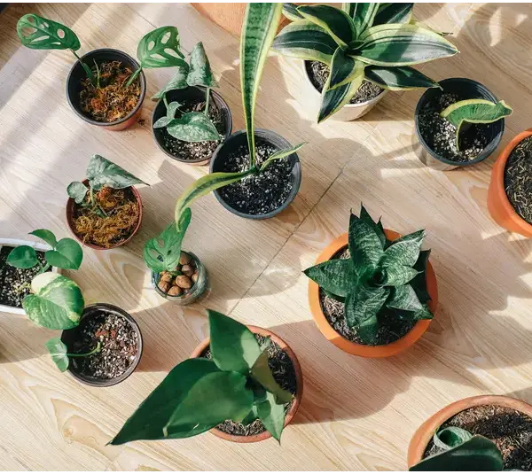 Several vibrant houseplants of various types and sizes are arranged on a light wooden floor, basking in natural sunlight.