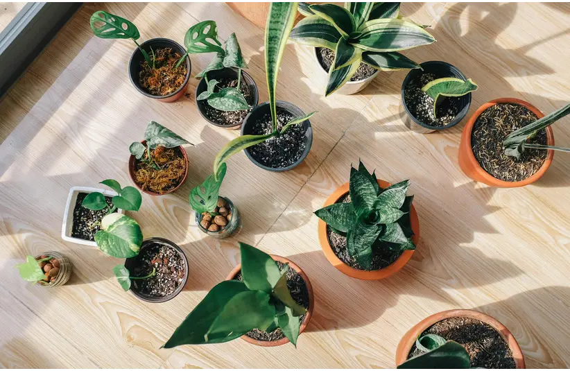 Several vibrant houseplants of various types and sizes are arranged on a light wooden floor, basking in natural sunlight.