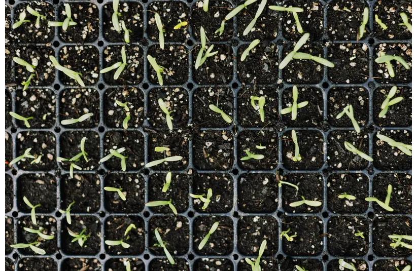 Rows of small green seedlings sprouting in black soil-filled trays, arranged in a grid pattern. The scene conveys growth and new beginnings.