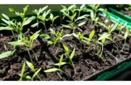 Closeup of seed starting in soil under sunlight, showcasing new life