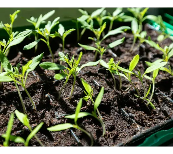 Closeup of seed starting in soil under sunlight, showcasing new life