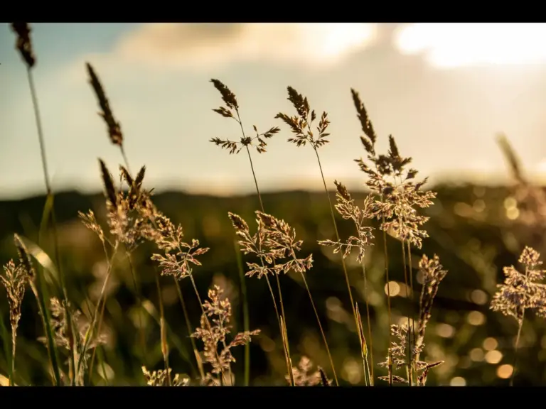 In daily devotional, a field of weeds reveals how they may blend in with wheat.