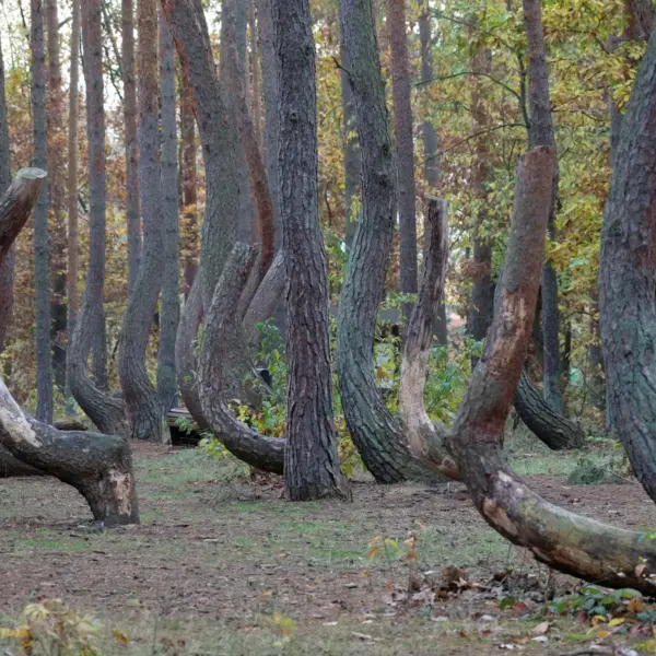 “Unique curved pine trees creating a mystical atmosphere in the crooked forest during autumn.”