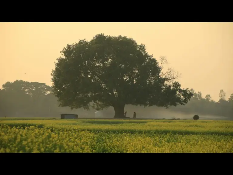 In daily devotional, a full grown mustard tree is shown, which started with a tiny seed.
