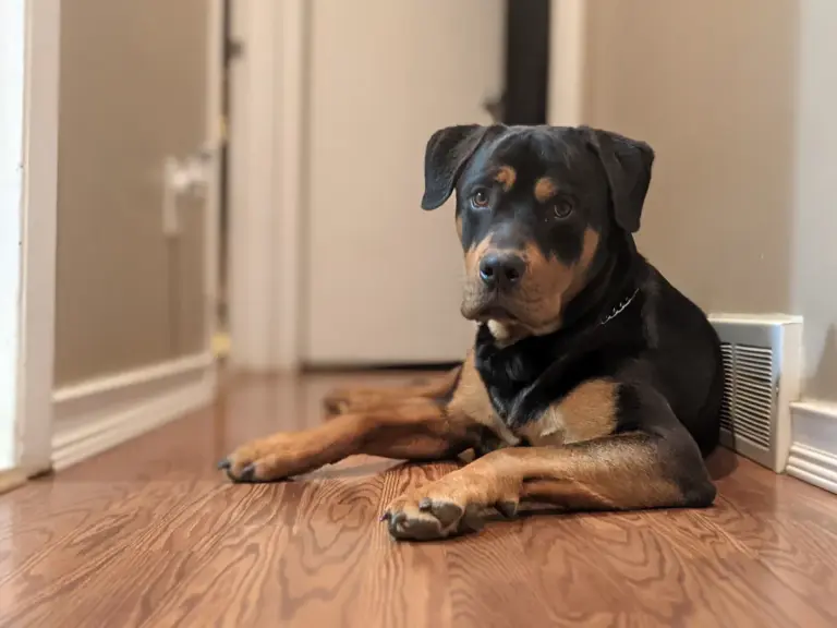 A Rottweiler dog lying on a wooden floor indoors, looking attentively like a reliable home watchdog ready for anything.