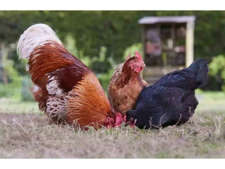 Three colorful chickens forage for food in a grassy backyard setting, bringing a lively touch of suburban homesteading to everyday life.