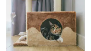 a domestic cat lies inside a soft and cozy cat condo with a playful expression, perfectly showing how pet furniture can blend comfort and charm.