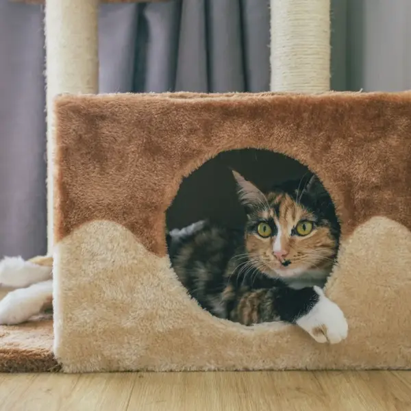 a domestic cat lies inside a soft and cozy cat condo with a playful expression, perfectly showing how pet furniture can blend comfort and charm.