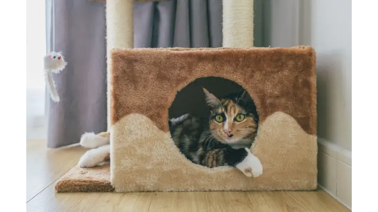 a domestic cat lies inside a soft and cozy cat condo with a playful expression, perfectly showing how pet furniture can blend comfort and charm.