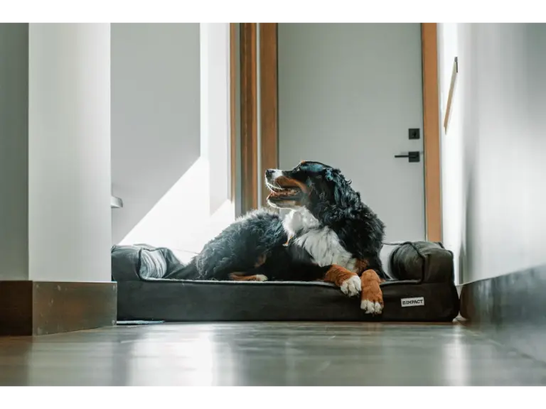 A Bernese Mountain Dog contentedly lies on a durable indoor dog bed, showing how well‑designed pet furniture can blend comfort with everyday living