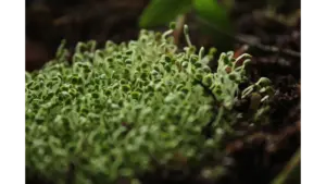 Micro gardening brings a detailed view of fresh microgreens sprouting from rich soil, symbolizing growth and adding life to small spaces