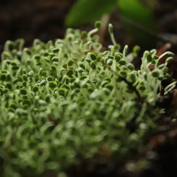 Micro gardening brings a detailed view of fresh microgreens sprouting from rich soil, symbolizing growth and adding life to small spaces