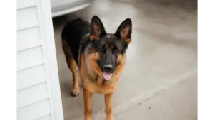 a German Shepherd dog standing outdoors on a concrete surface, looking alert like the perfect home watchdog.