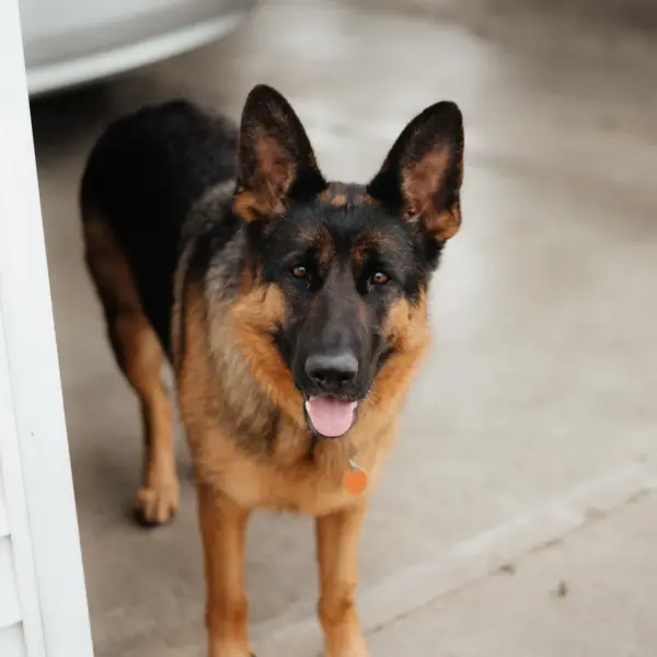 a German Shepherd dog standing outdoors on a concrete surface, looking alert like the perfect home watchdog.