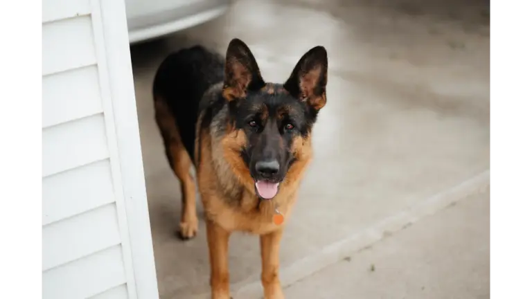 a German Shepherd dog standing outdoors on a concrete surface, looking alert like the perfect home watchdog.