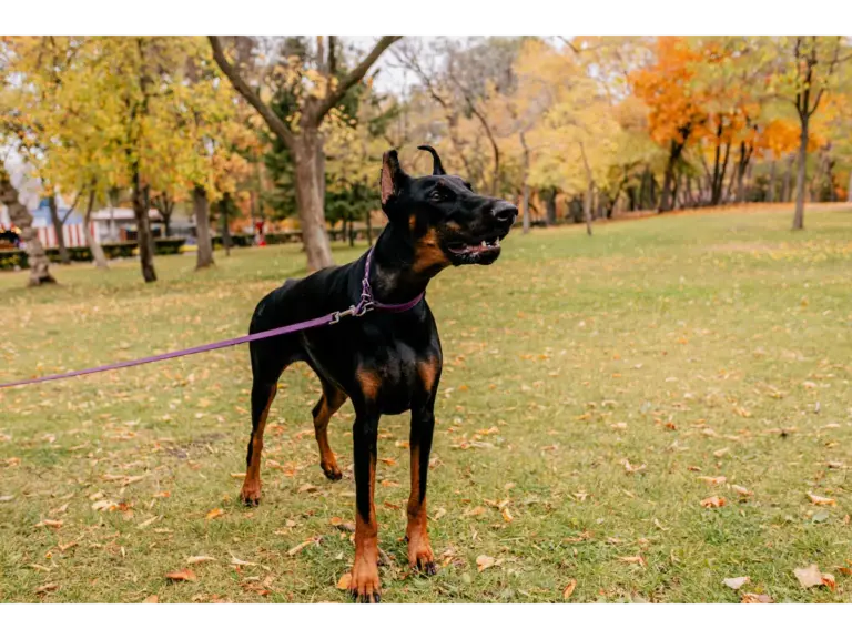 Alert Doberman on a leash enjoying a walk in a colorful autumn park with fallen leaves, staying sharp like a dedicated home watchdog.