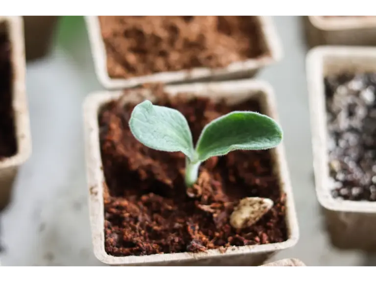 Close-up of a young plant sprouting in a small biodegradable pot, ideal for indoor micro gardening enthusiasts.