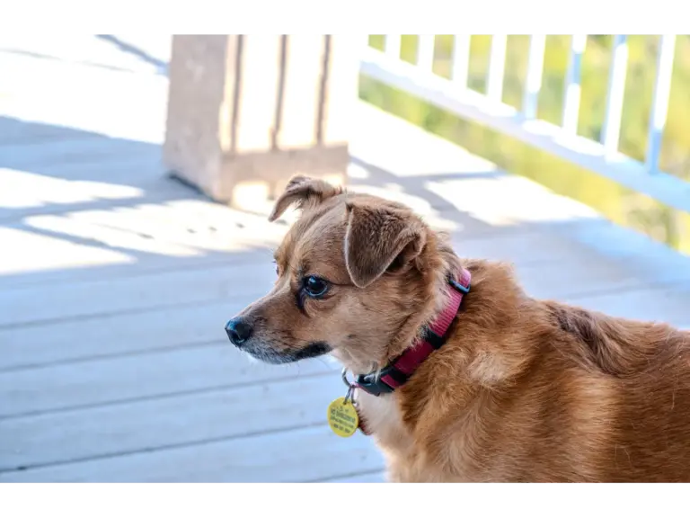 a small brown dog wearing a collar stands on a sunlit porch in Chico, CA, enjoying a warm and perfectly pet friendly moment.