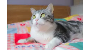 cute grey tabby cat with striking eyes lying on a colorful bedspread, creating the perfect pet friendly moment every owner loves.