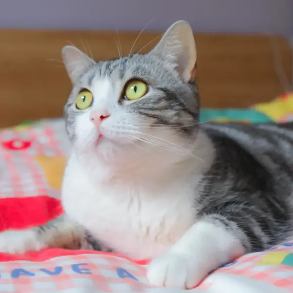 cute grey tabby cat with striking eyes lying on a colorful bedspread, creating the perfect pet friendly moment every owner loves.