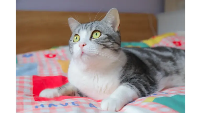 cute grey tabby cat with striking eyes lying on a colorful bedspread, creating the perfect pet friendly moment every owner loves.